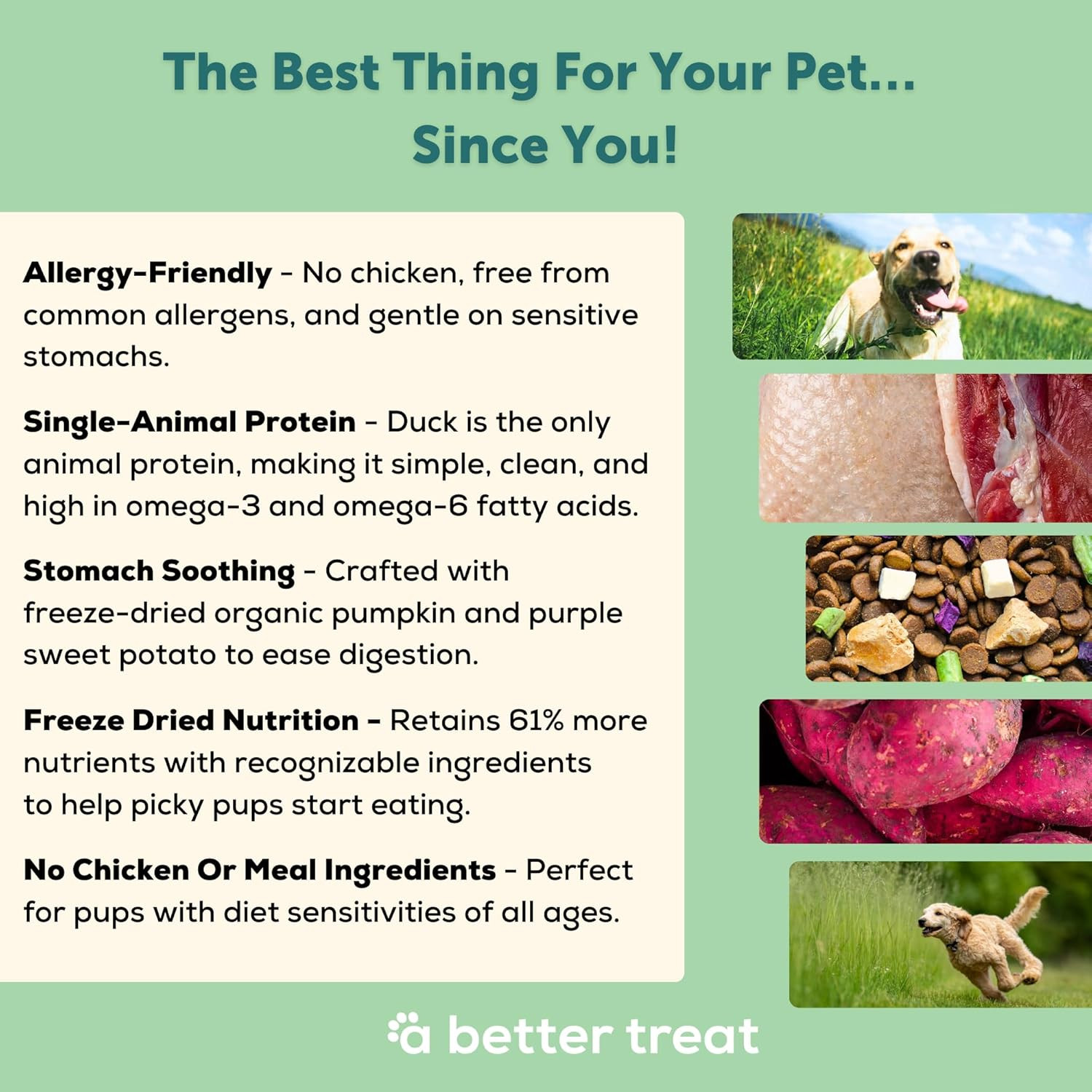 | Allergy Friendly Duck Dry Dog Food | Raw You Can See | No Chicken, Duck Only A