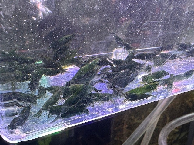 10 Jade Green Neocaridina Freshwater Aquarium Shrimp Neos FREE SHIPPING