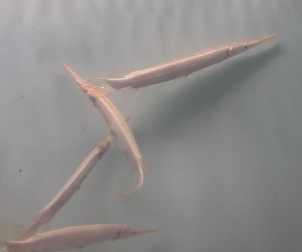 LIVE TROPICAL Fish-albino Florida gar (Lepisosteus platyrhincus 5 Inch Juv