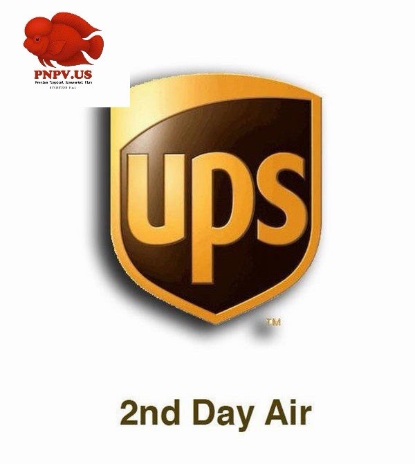 UPS 2 DAYS AIR SHIPPING 🚚 DELIVERY By PNPVFISHHOUSE Customers