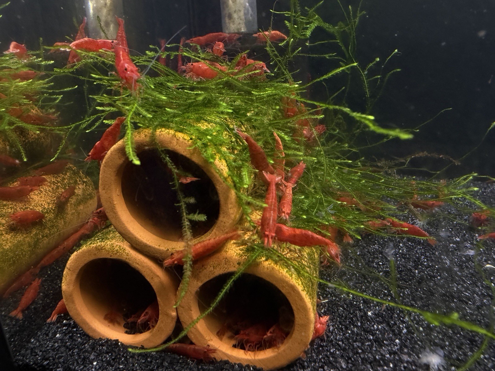 10+1 Fire Red Cherry Shrimp Freshwater Neocaridina Aquarium FREE SHIPPING