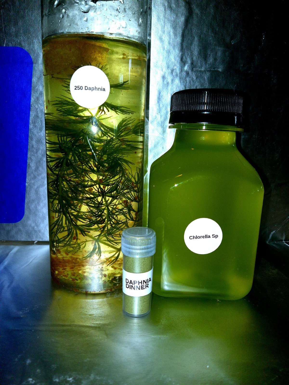 Multi Culture Starter Bundle. Scuds, Daphnia, Blackworm, Ostricods, Chlorella!