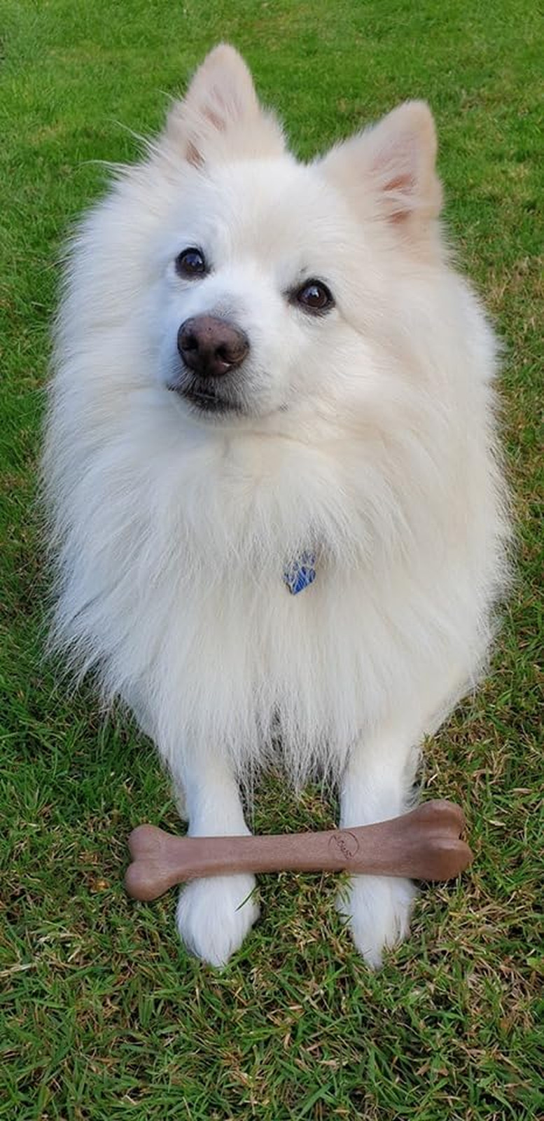 Bam-Bones Bone – Made with Strong Bamboo Fiber, Durable Long Lasting Dog Chew fo