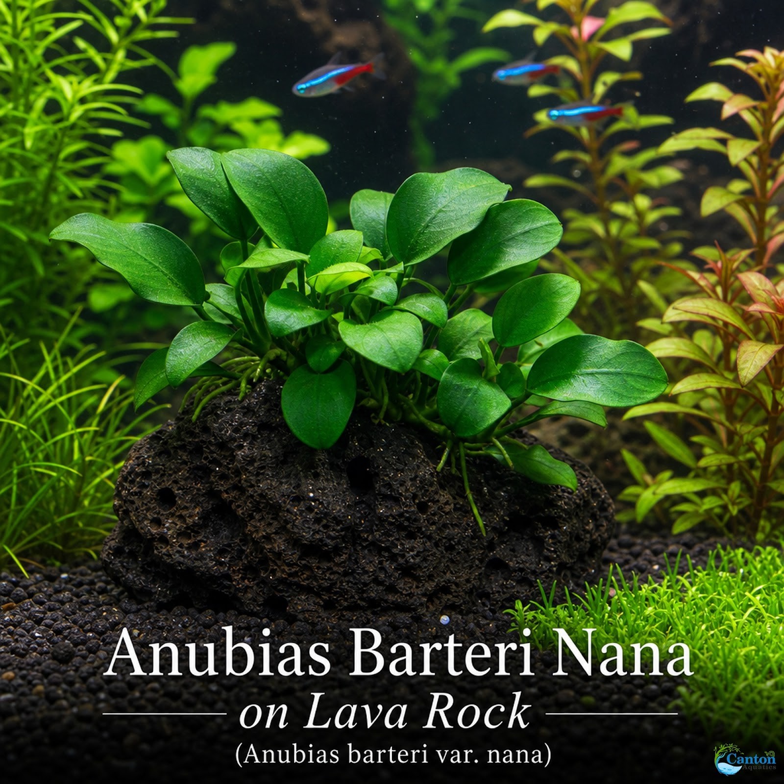 Anubias Nana on Lava Rock Live Aquarium Plant Low Light Freshwater Easy Care