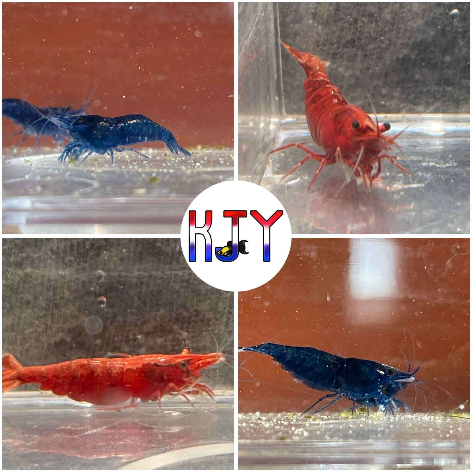 100 PK +10 DOA BLUE DREAM AND RED FIRE NEOCARIDINA SHRIMP | 55 OF EACH