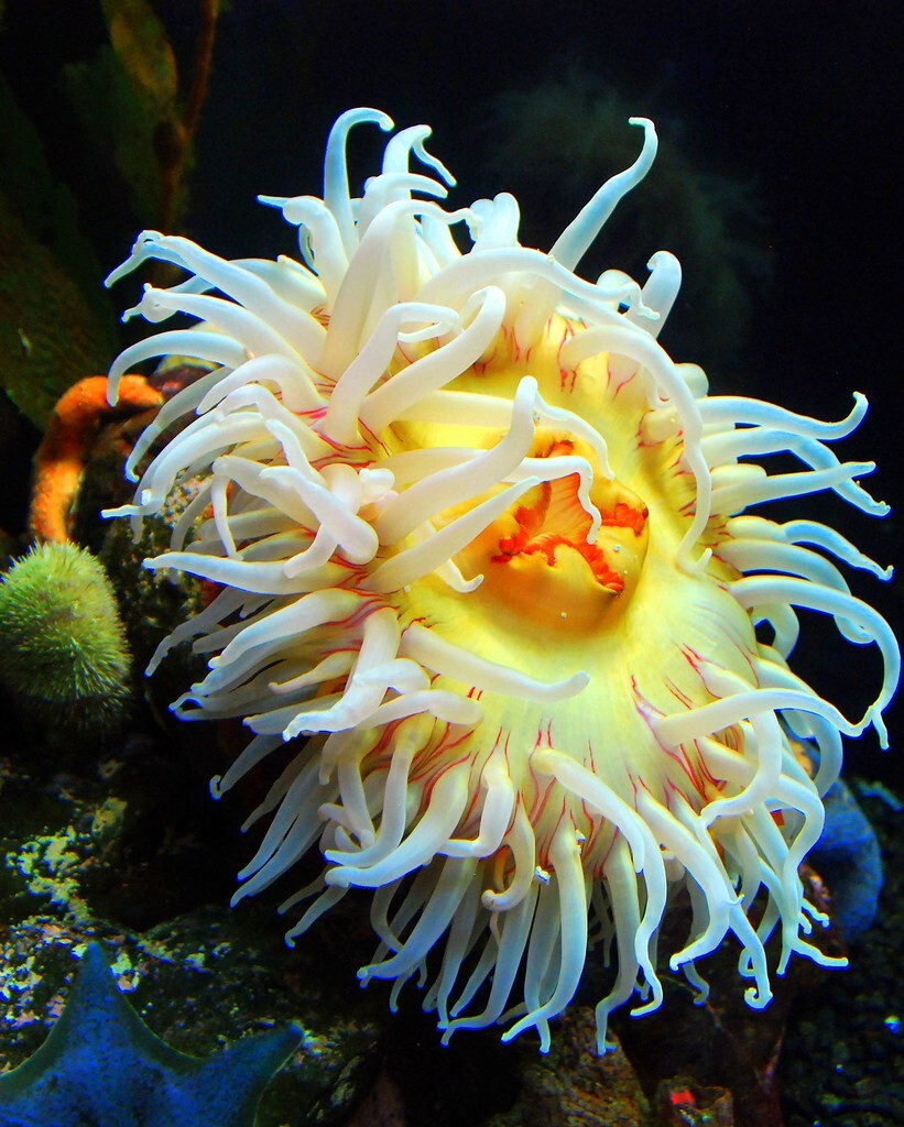 Freeze-Dried Daphnia for Tiny Fish, Fry, Invertebrates, Corals, Anemones. Bottle