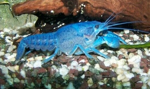(2) Live Freshwater Aquarium Fish ELECTRIC BLU Small 1″ -1.5″