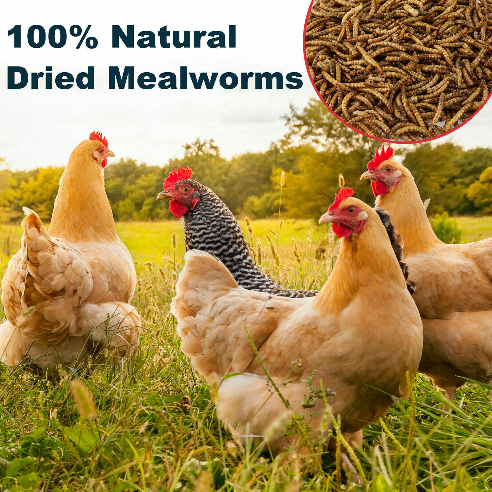 11-44Lbs Bulk Dried Mealworms Non-GMO for Wild Birds Chickens Hen Meal Treats
