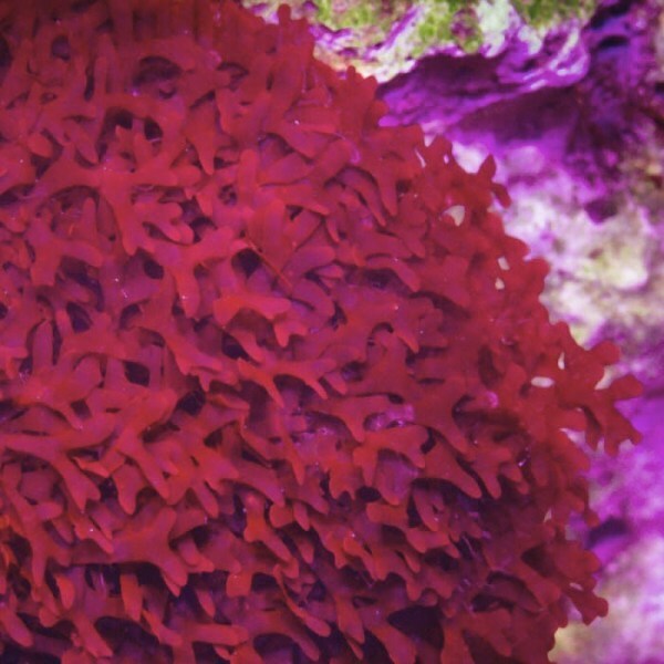 Live Saltwater Gracilaria Curtissiae Frag Macro Algae Reef Marine Refugium
