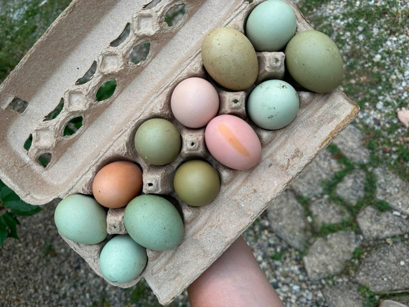 Rainbow hatching eggs