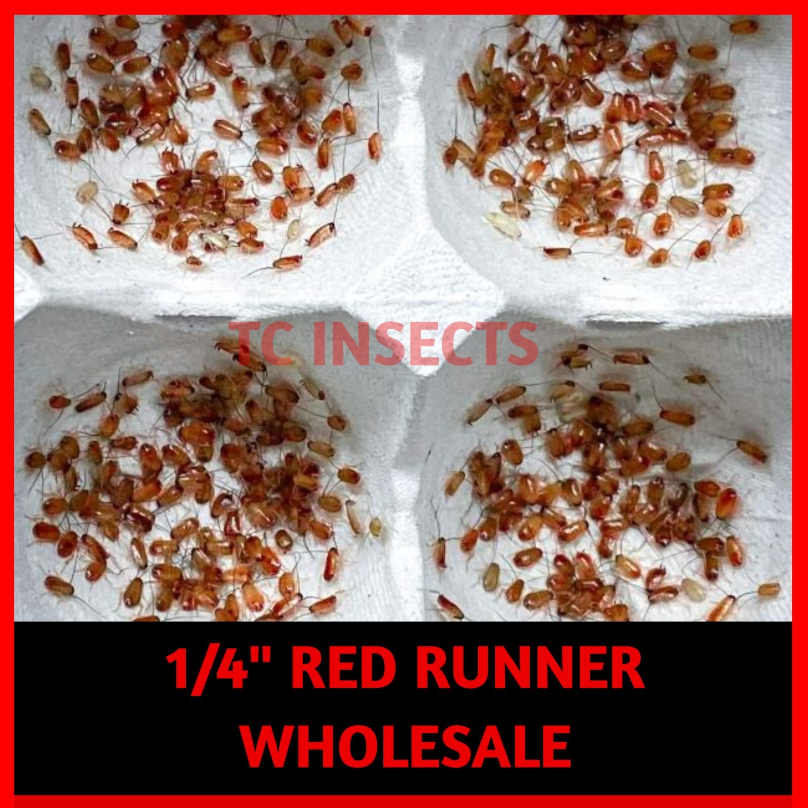 Small Live Red Runner Turkestan Roaches 1/4” BULK Tarantula | Dubia Replacement