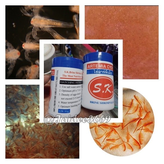 Artemia Cysts S.K. Brine Shrimp Egg Shrimp Fish Baby Quality Premium 50g 3 PCs