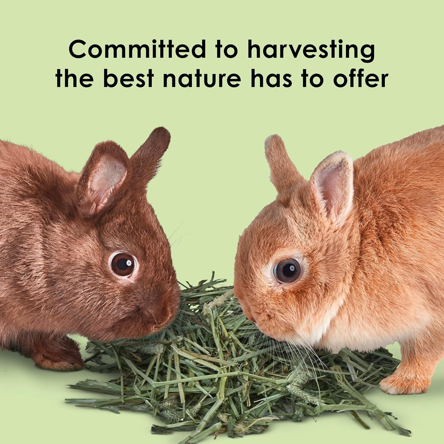 Timothy Hay High Fiber Grown Specifically Small Animals Rabbits Guinea Pigs