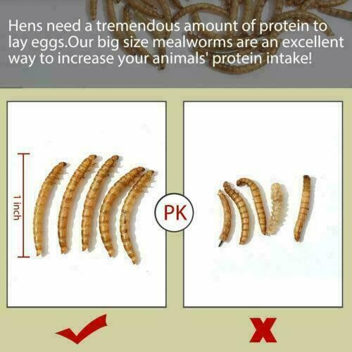 5lbs Dried Mealworms for chickens Chicken Treats Duck Feed Organic Meal Worms US