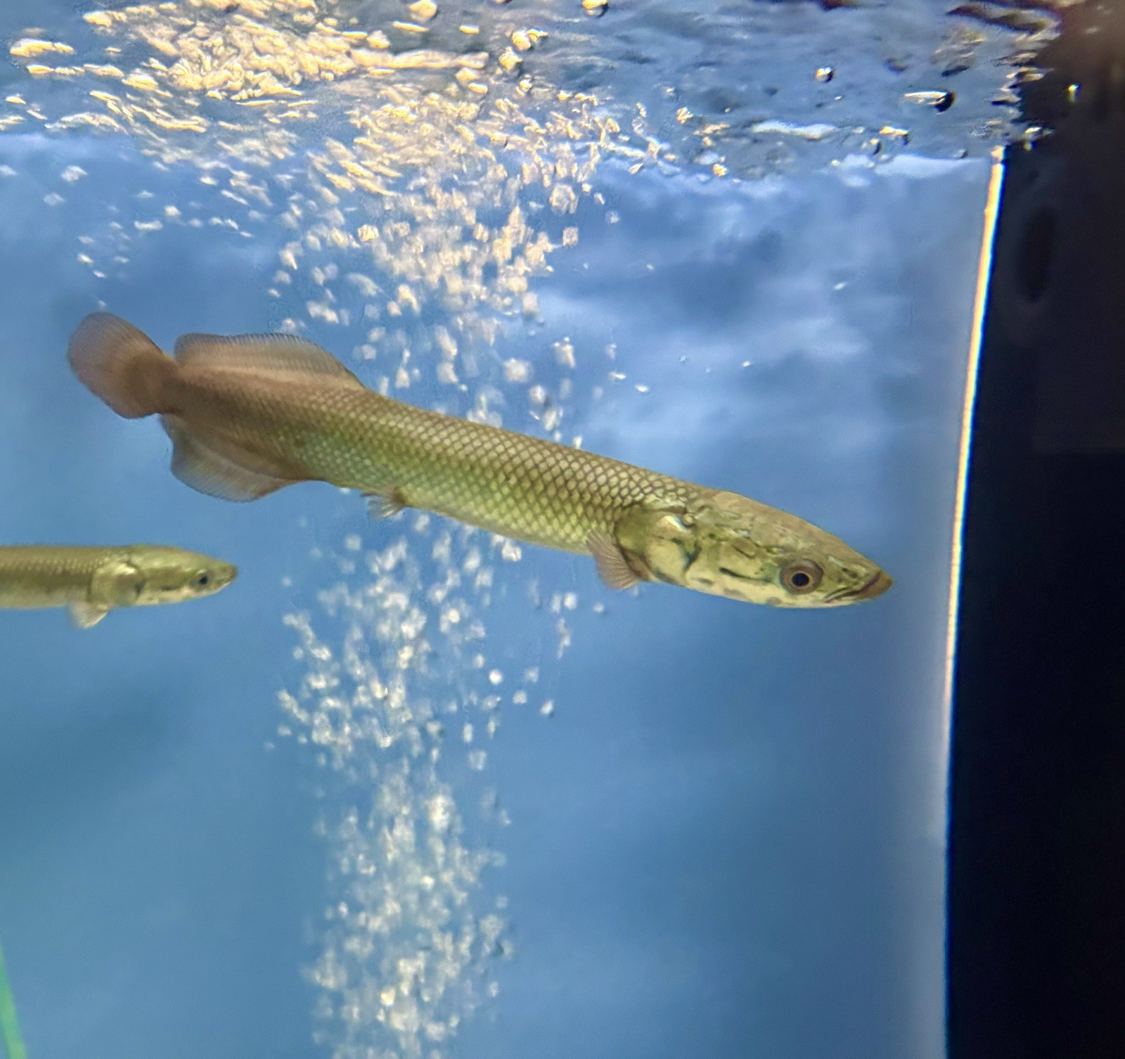 Arapaima Gigas Live Tropical Fish 6-7in