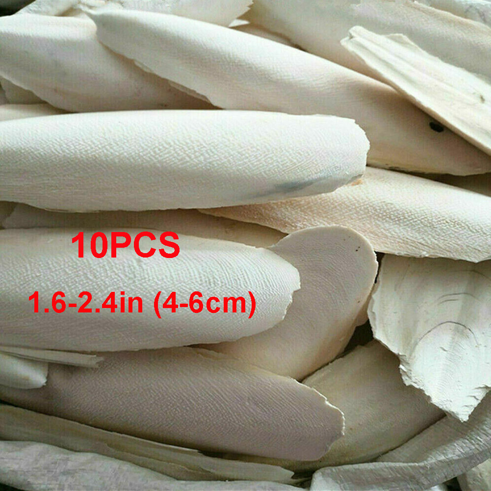 10-20Pcs Calcium Cuttlebone Cuttlefish bone Sepia/Cuttle/Fish/Bird Food USAA~