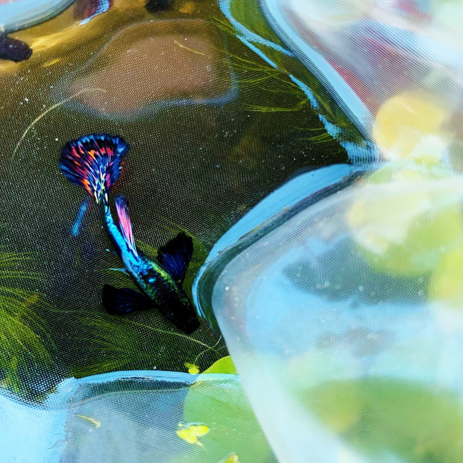 10 live guppy fry -dumbo mosaic- Live Guppy fish usa seller