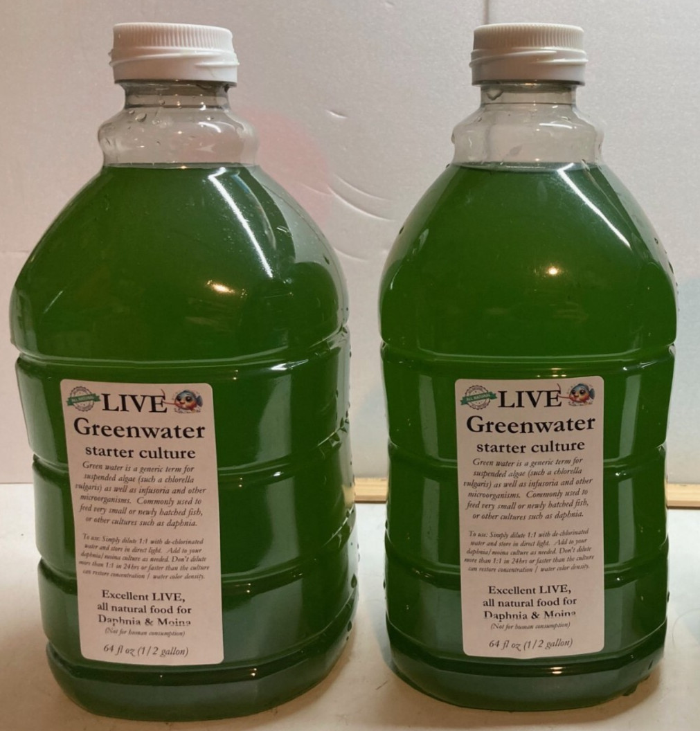 FULL GALLON Green water Chlorella for Daphnia, Moina greenwater culture