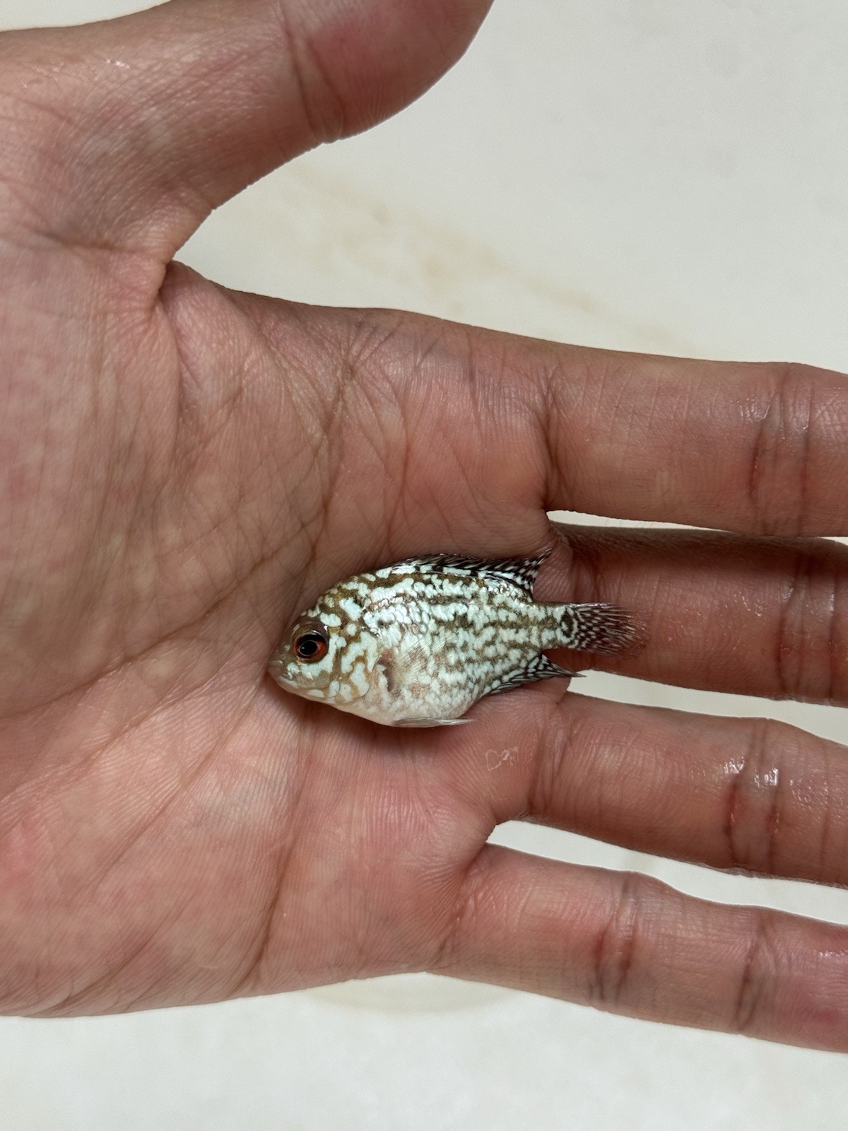 Fry Flowerhorn Kamfa F2 Gen Gb, Gen Big Kok, High Quality, ( 1.5-2 In )