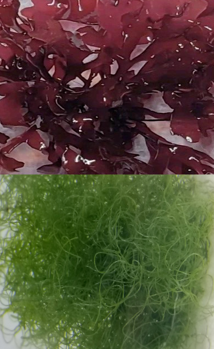 Live Macro Algae Starter Pack 1 cup of Chaeto and 1 Piece of Red Dragons Breath
