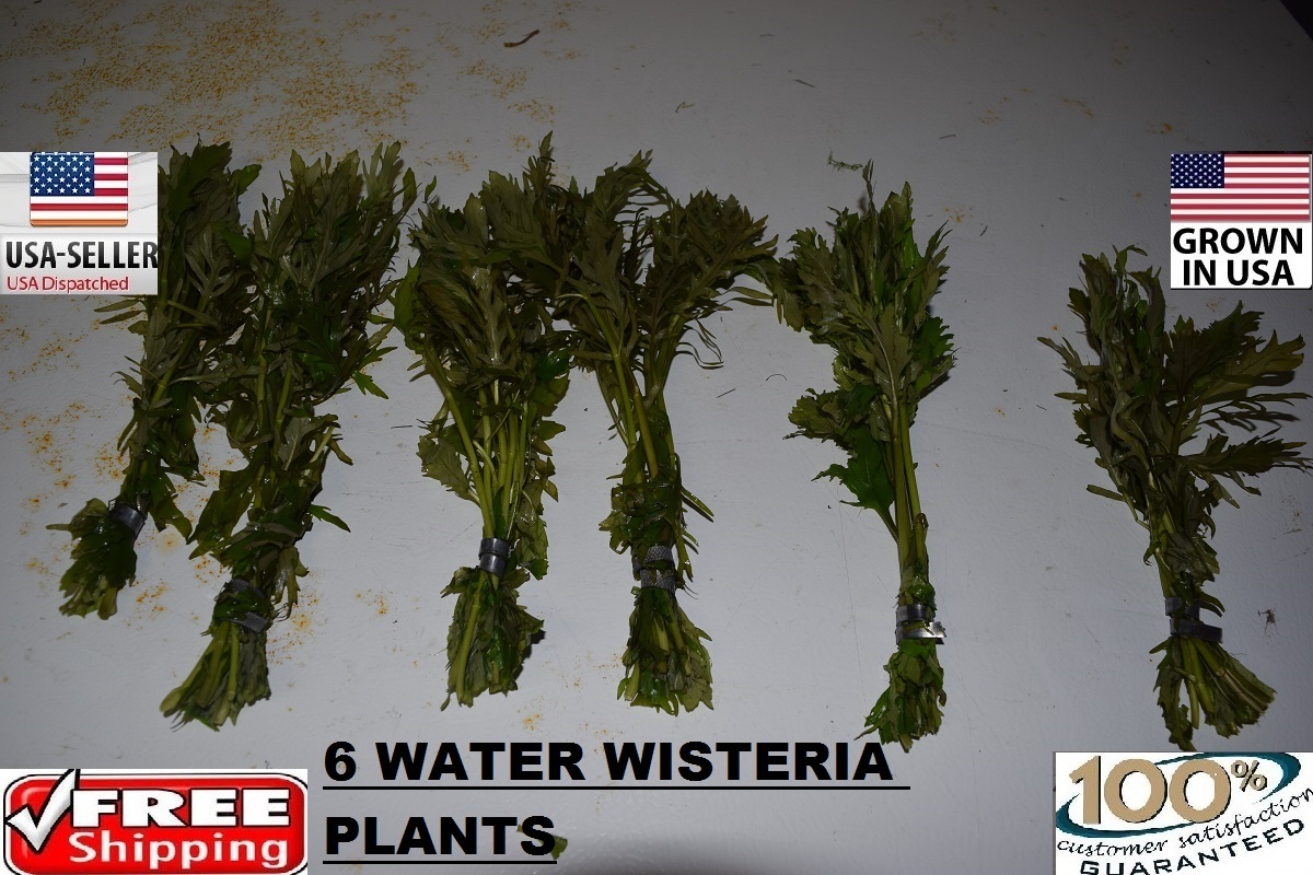 6 Water Wisteria plants Easy Aquarium aquascaping planted tank low light nice