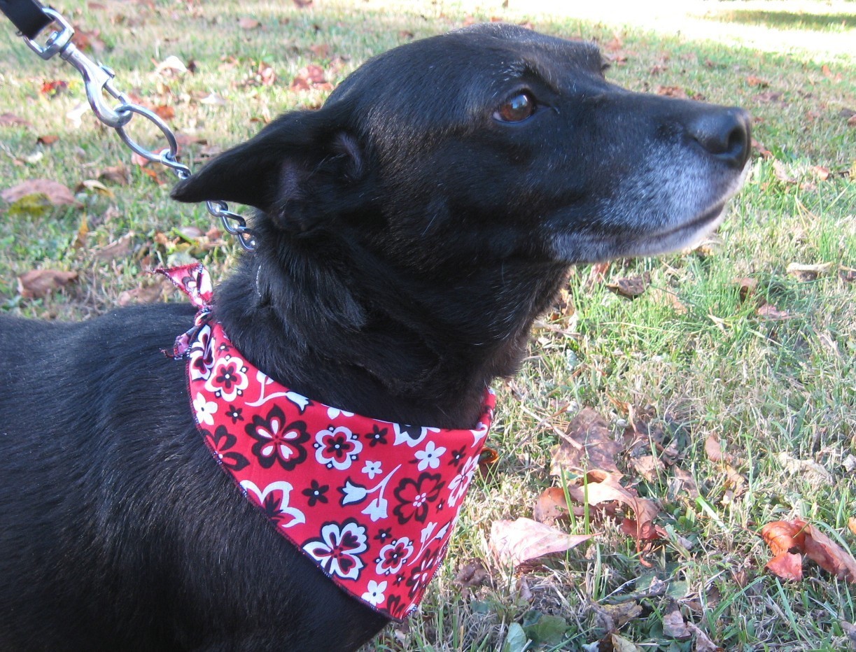 50 Dog Grooming BANDANAS EVERYDAY Finished PET SCARF TieOn BANDANNA XS S M L XL