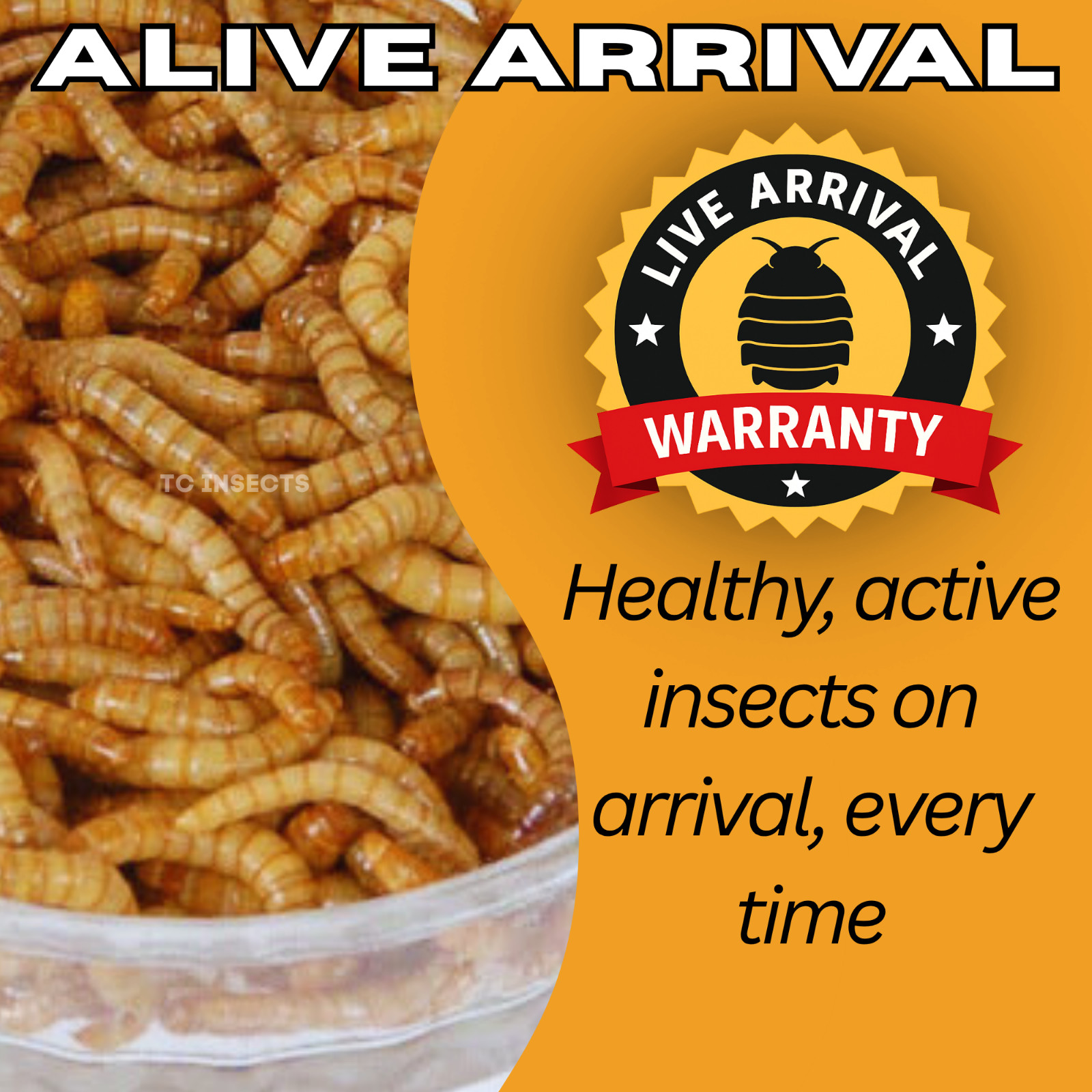 Live Mealworms – FREE Shipping! Bulk, Grown Organic in Texas (100-5000)