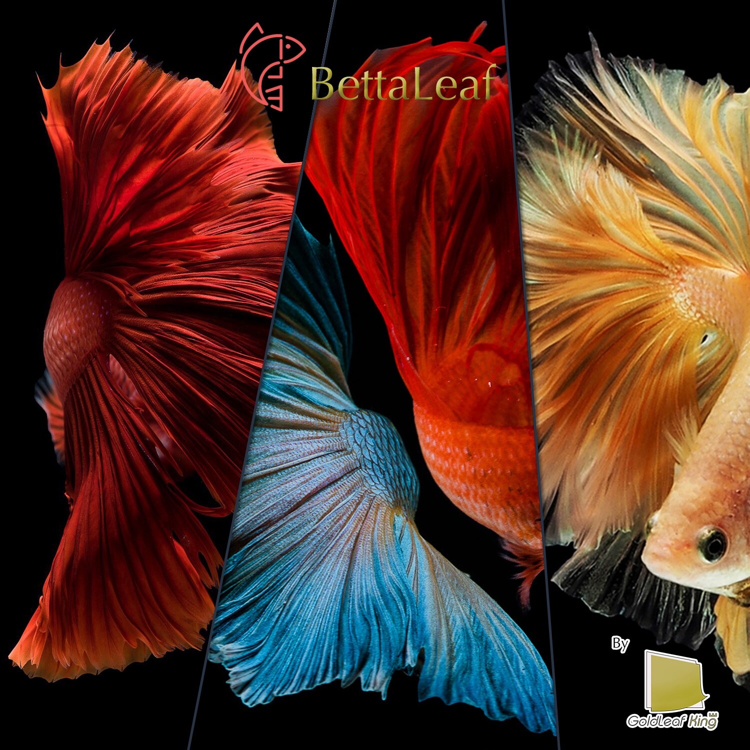 BettaLeaf 50 Grams Pack Indian Almond Leaves Leaf Best Gold Brown | Fish Tank