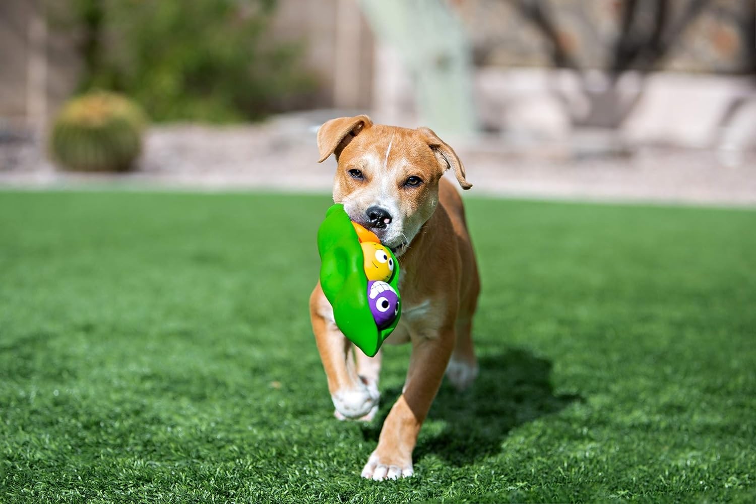 Three Peas in a Pod Squeaky Dog Toy, 7.5 Inches, All Breed Sizes, Indoor Use