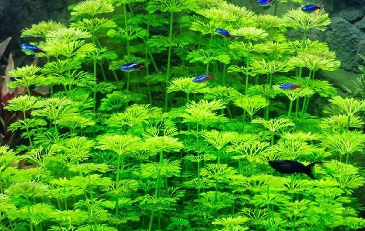 Ambulia Limnophila Indica plants Fresh Live Aquarium Plants BUY2GET1FREE