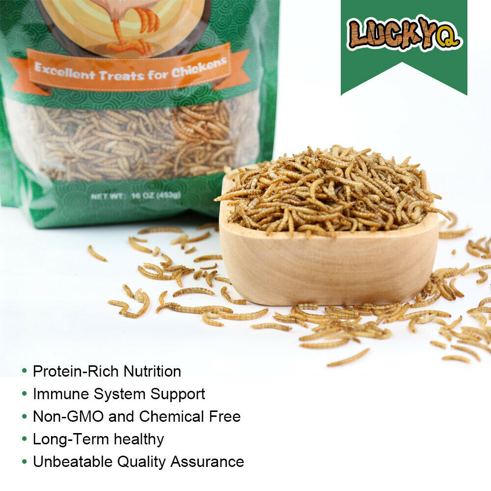 5lbs Dried Mealworms for chickens Chicken Treats Duck Feed Organic Meal Worms US