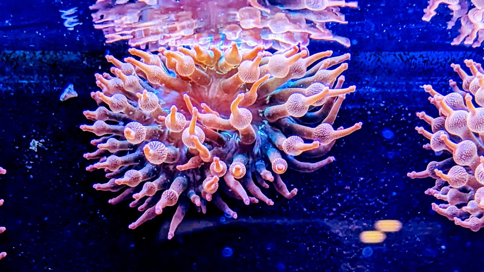 Rainbow Bubble Tip Anemone 3-6″ inch Live Coral RBTA Tank Raised -check my video