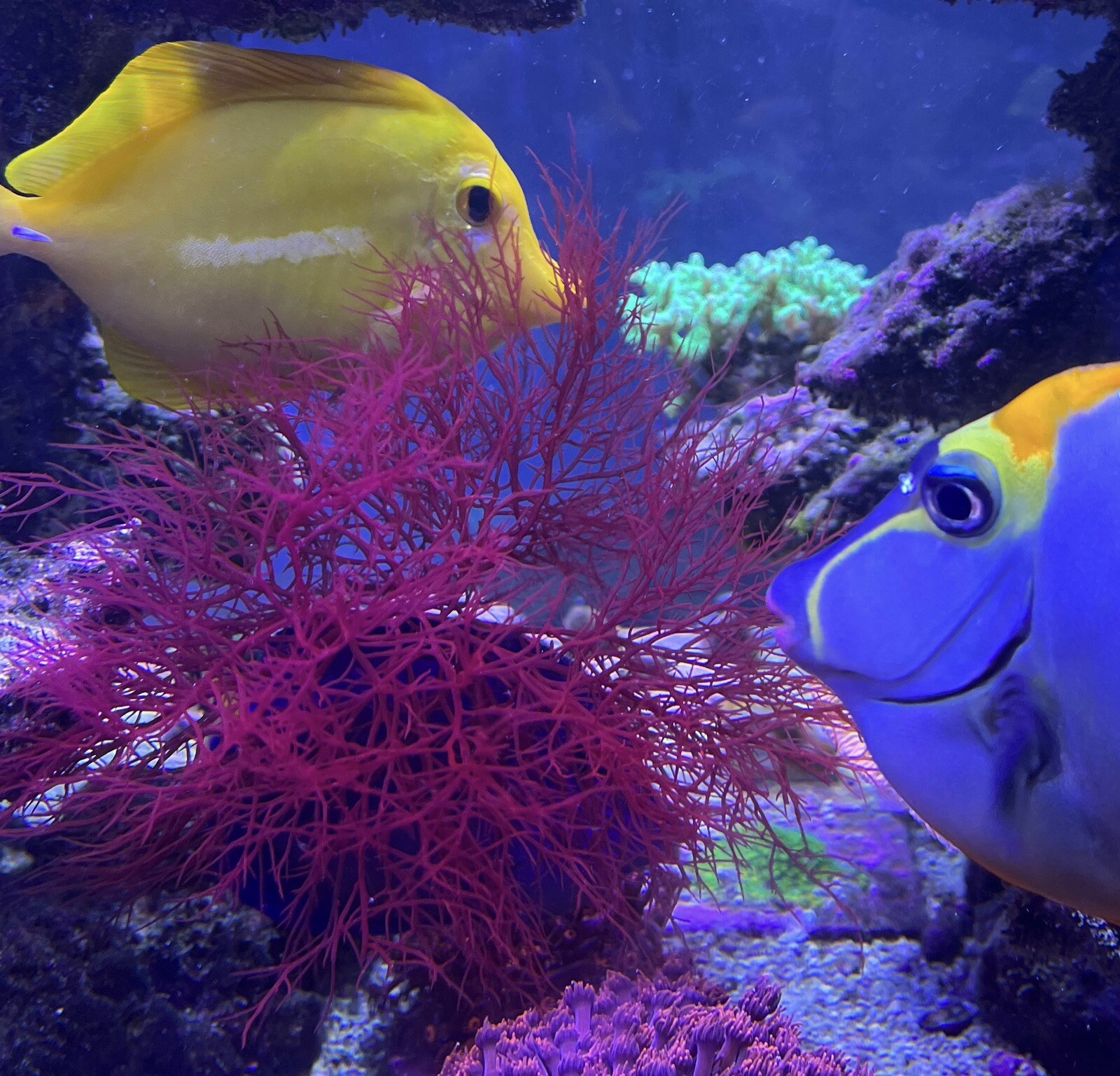 3inch+ Home Grown Saltwater Red Ogo Gracilaria Macro Algae Reef Refugium