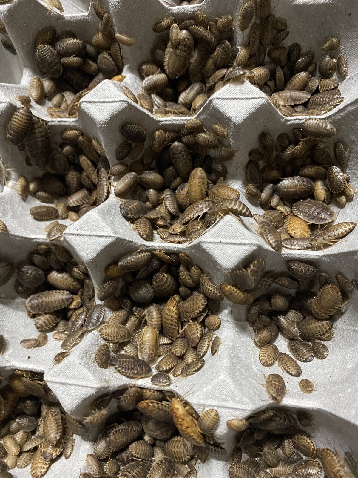 Dubia Roaches Live Feeders S/M/L/XL 100/200/300/400/500+15% Overcount+Free Ship