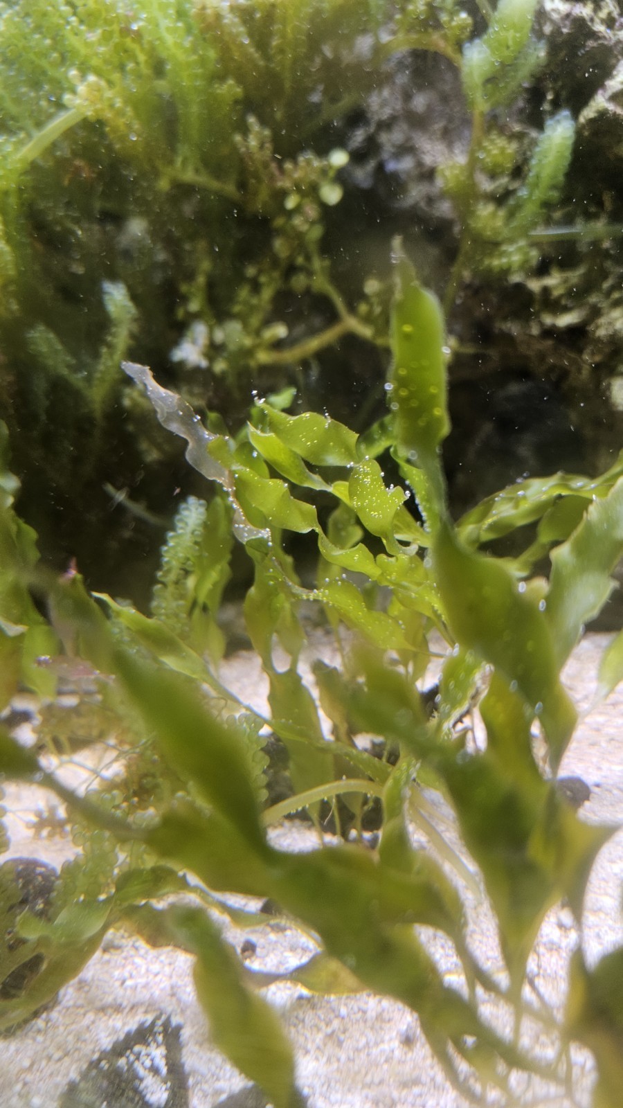 Live Macro Algae: Seagrass Caulerpa 5-8in Portion BUY 2 GET 1 FREE