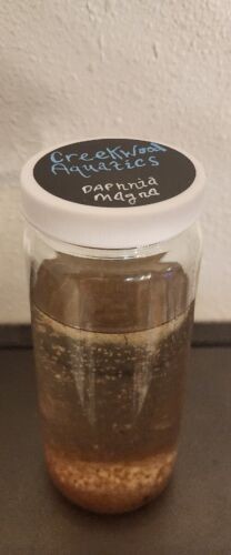 Live daphnia magna 1200 count. Free Shipping.