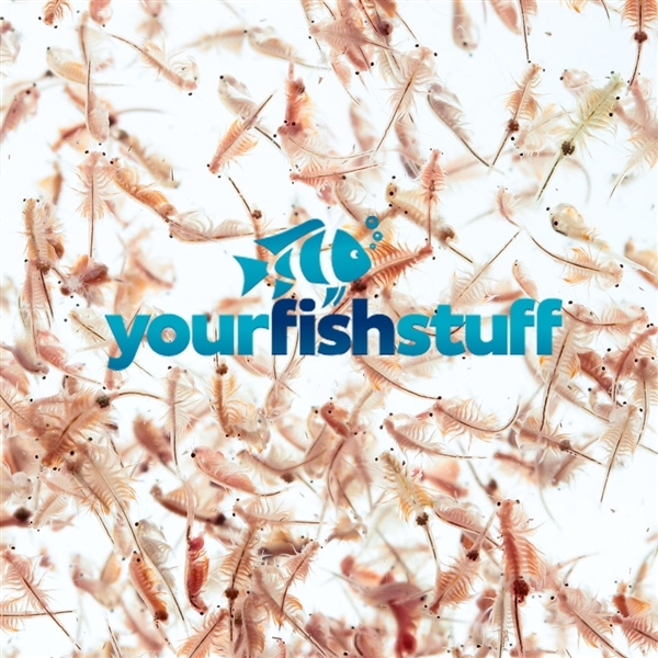 Brine Shrimp Eggs (Artemia Cysts) Fresh 50grams of 90% Hatch
