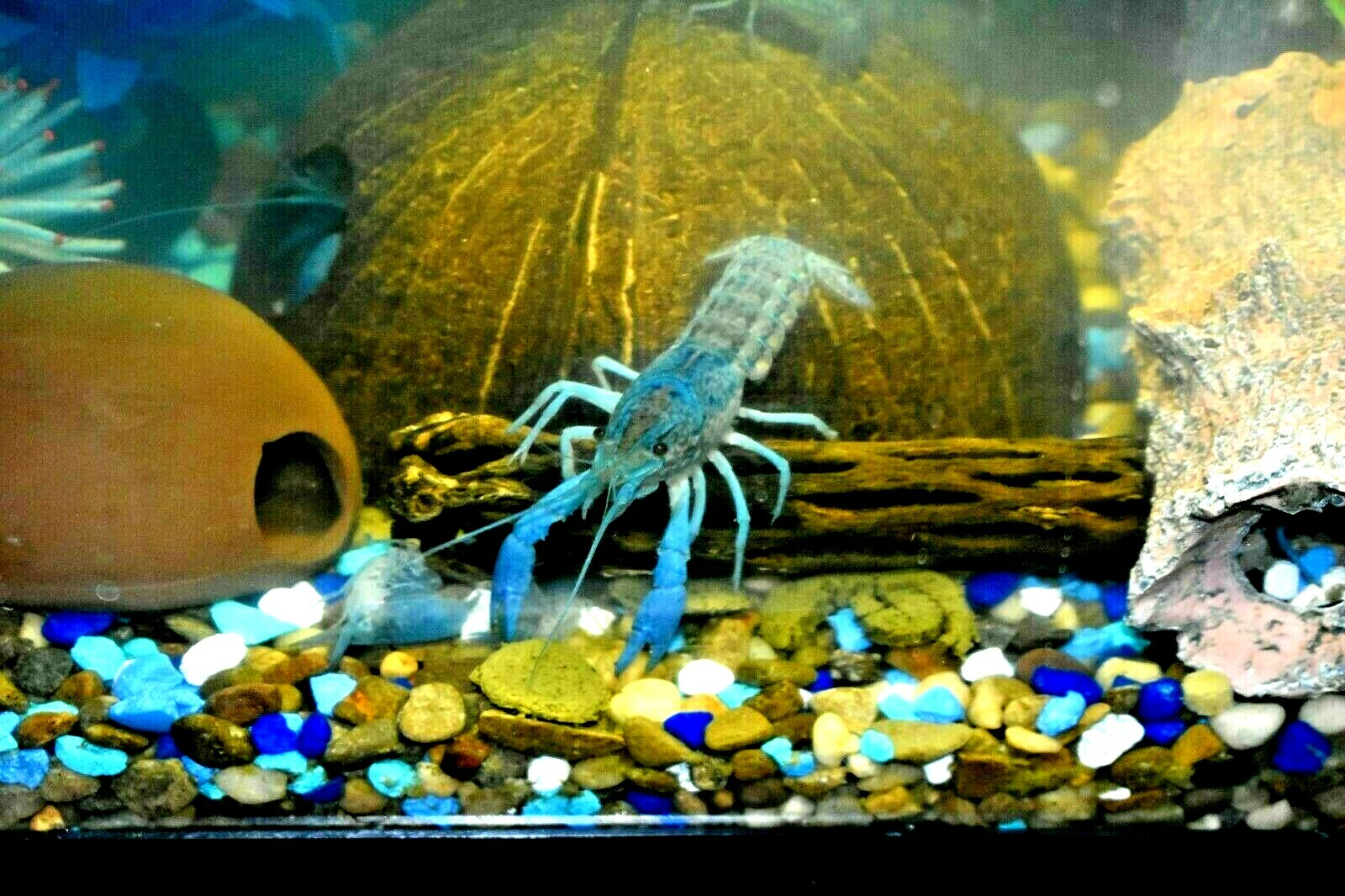 (2) Live Freshwater Aquarium Fish ELECTRIC BLU Small 1″ -1.5″