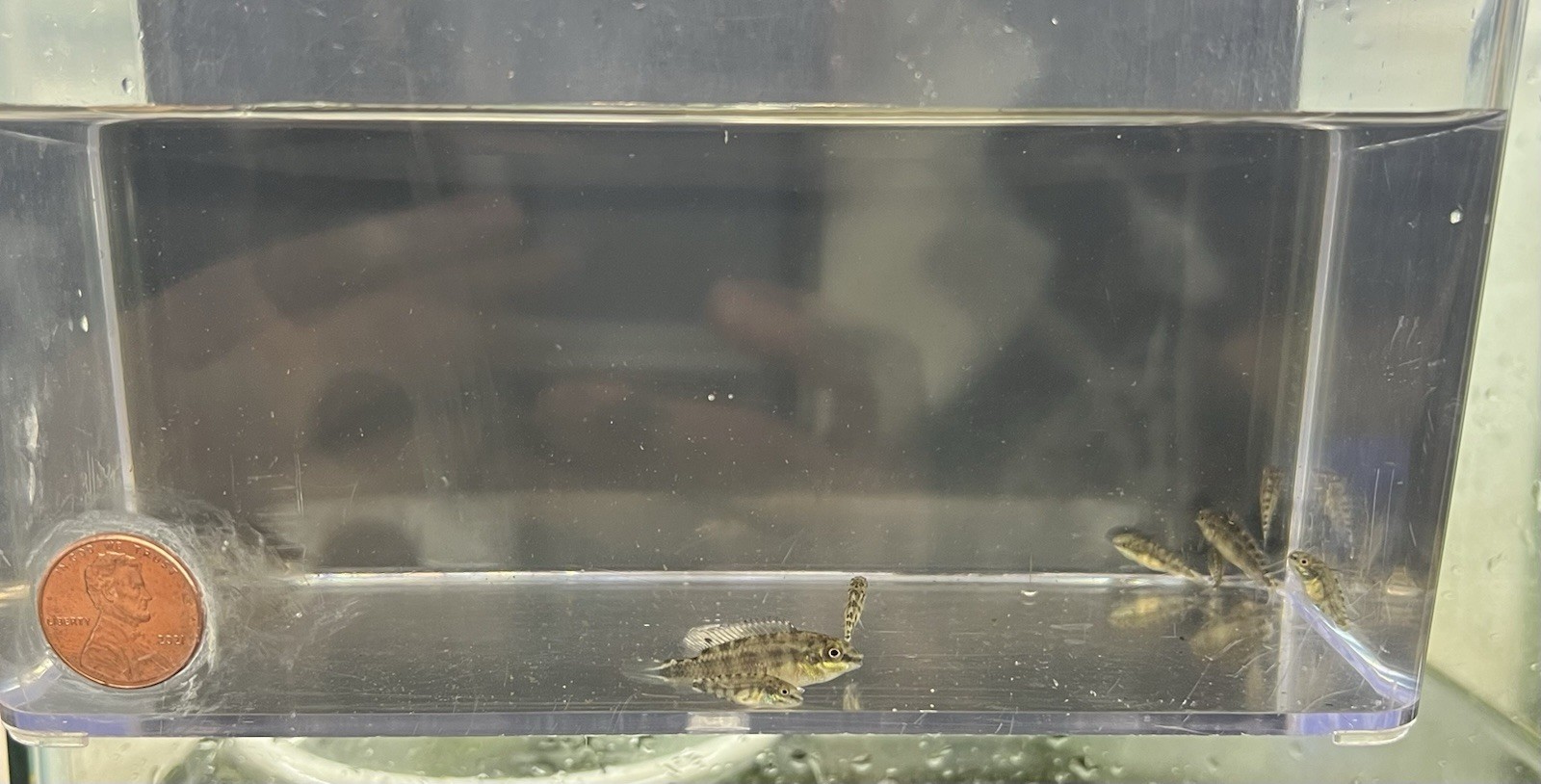 Kribensis Live Dwarf Cichlid 10 Juveniles (Unsexed) Freshwater Aquarium Fish