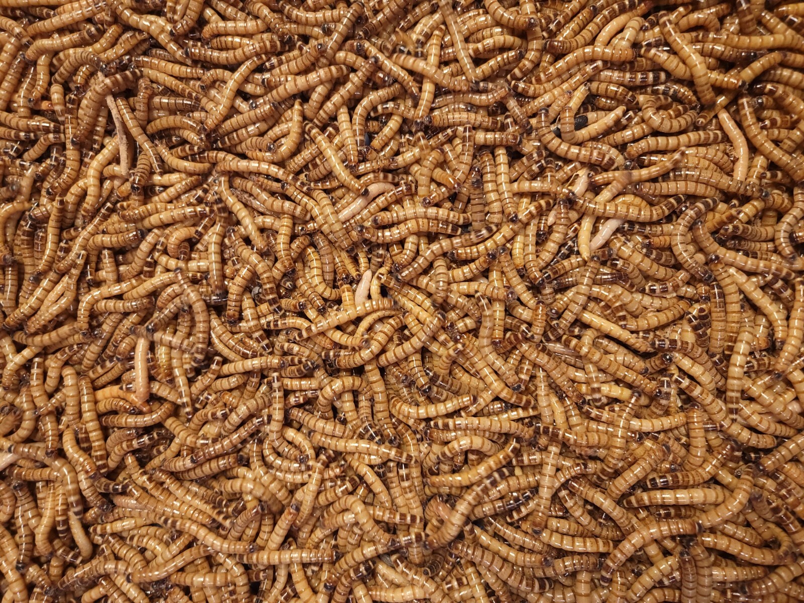 Predator Foods Superworms / King Worms Large 1.5 in – 1.75 in