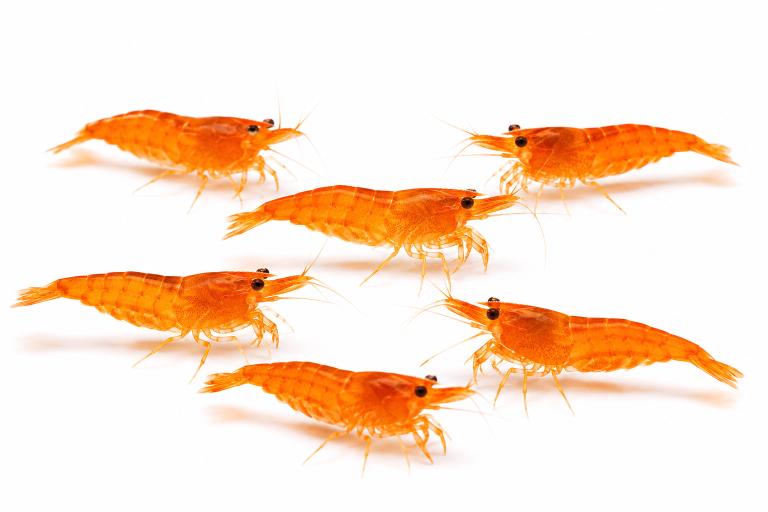 20+2 Live Orange Sunkist Neocaridina Freshwater Shrimp | 100% Live Arrival USA