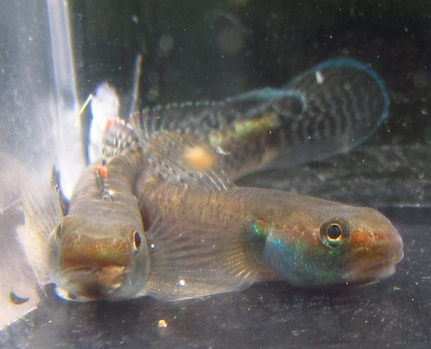 3 Pack – Male Neon Blue Stiphodon Goby – Live Freshwater Aquarium Tank Fish