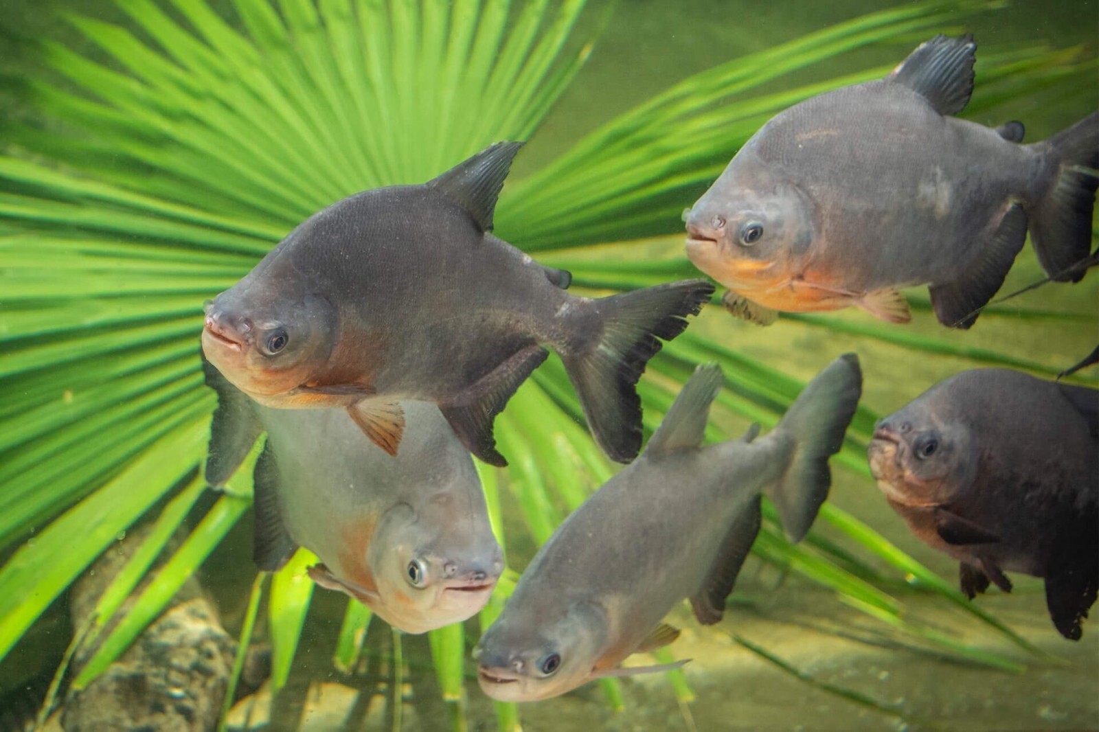 Large Fish Floating Pellet Blend for Oscars, Pacus, Arowanas, Ponds GB-420