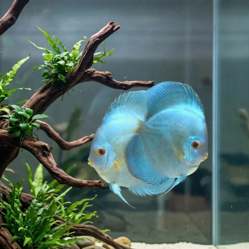 Blue Diamond Discus | Symphysodon aequifasciatus