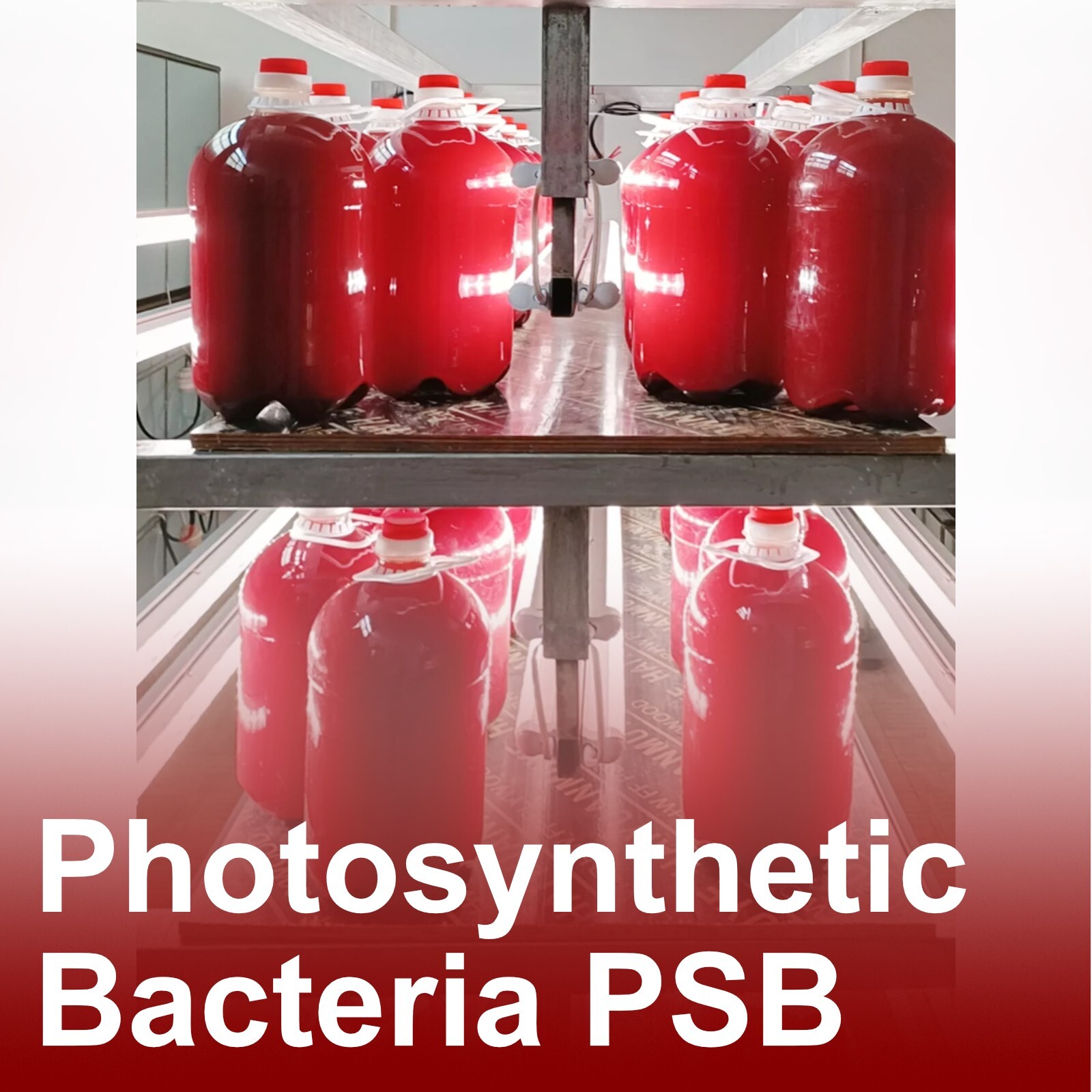 特濃Photosynthetic Bacteria PSB – Fry Food, Rice fish, Medaka, Shrimp高濃度な光合成細菌