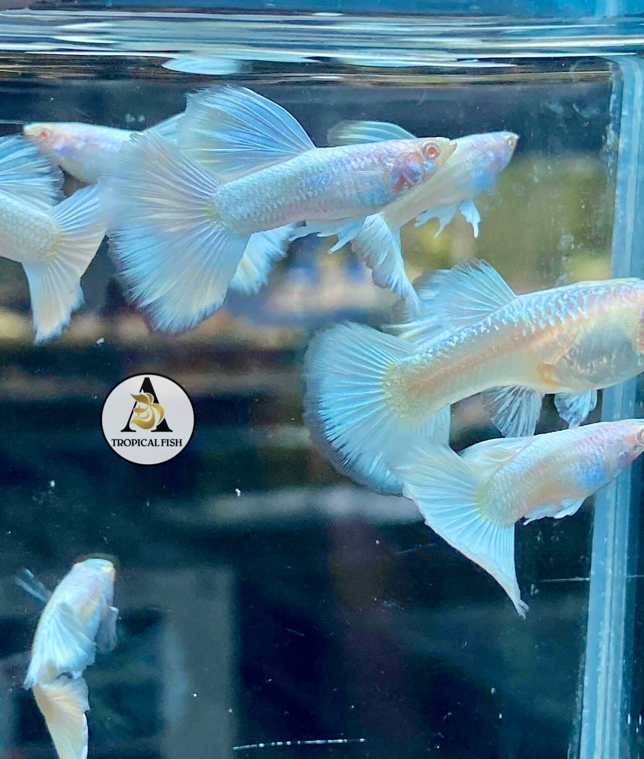 1 Trio – Albino White Platinum – Live Guppy Fish High Quality Grate A++