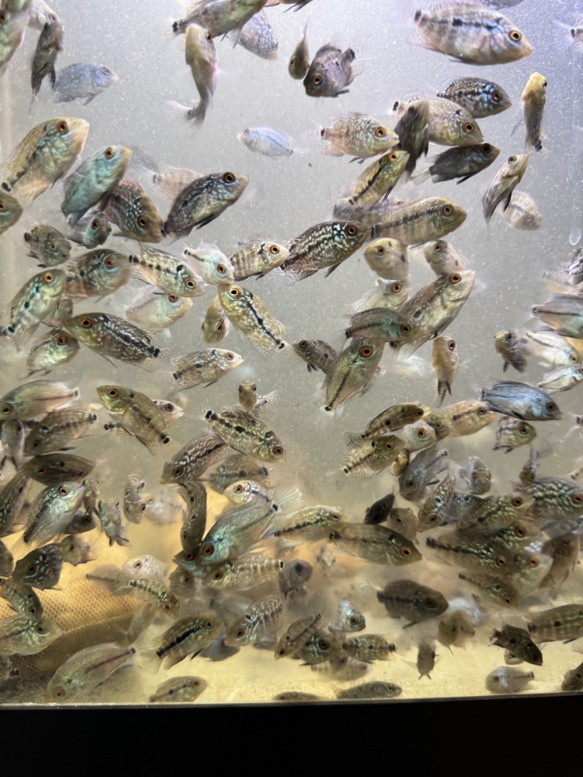Fry Flowerhorn Kamfa F2 Gen Gb, Gen Big Kok, High Quality, ( 1.5-2 In )