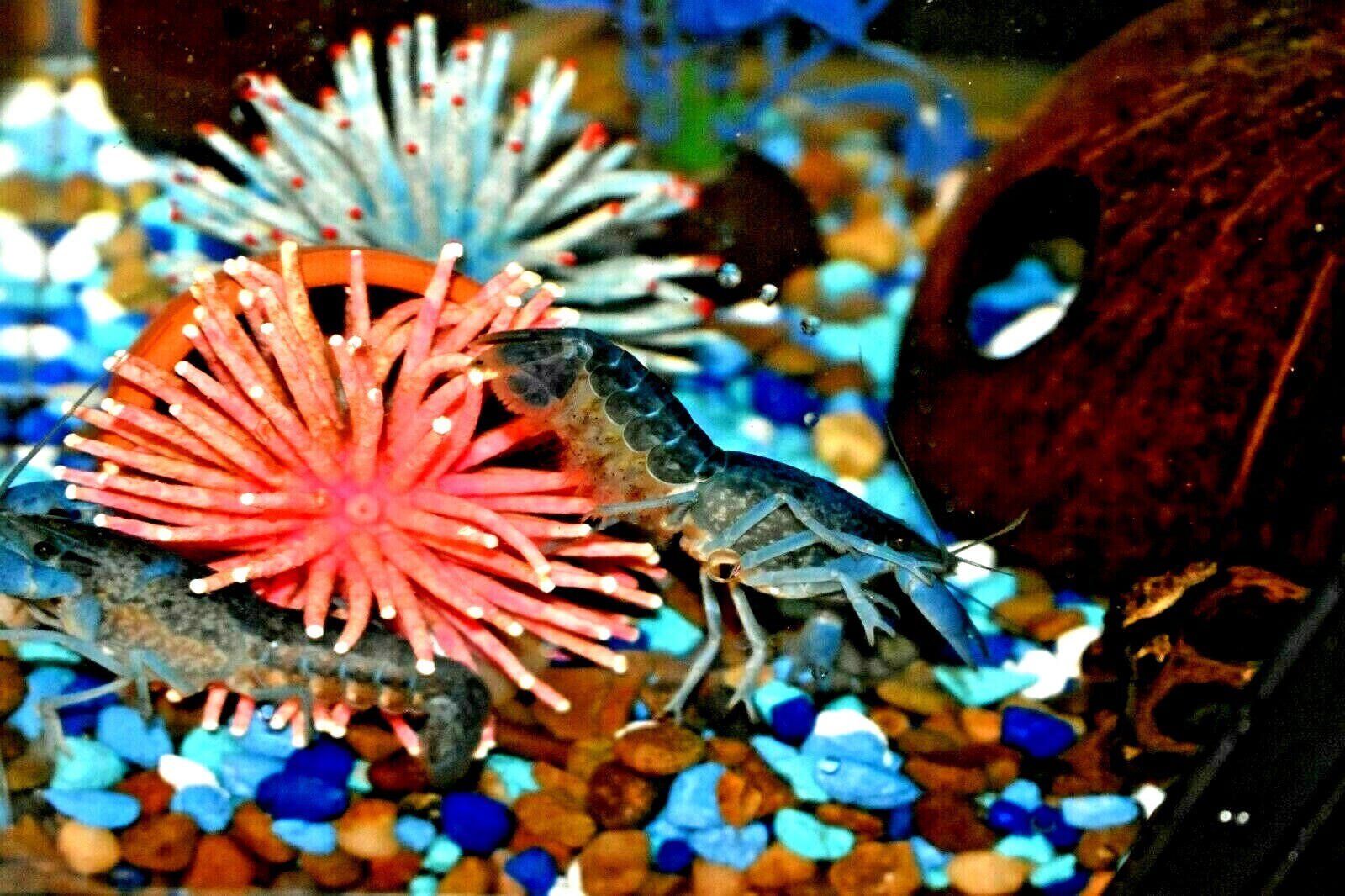 (2) Live Freshwater Aquarium Fish ELECTRIC BLU Small 1″ -1.5″