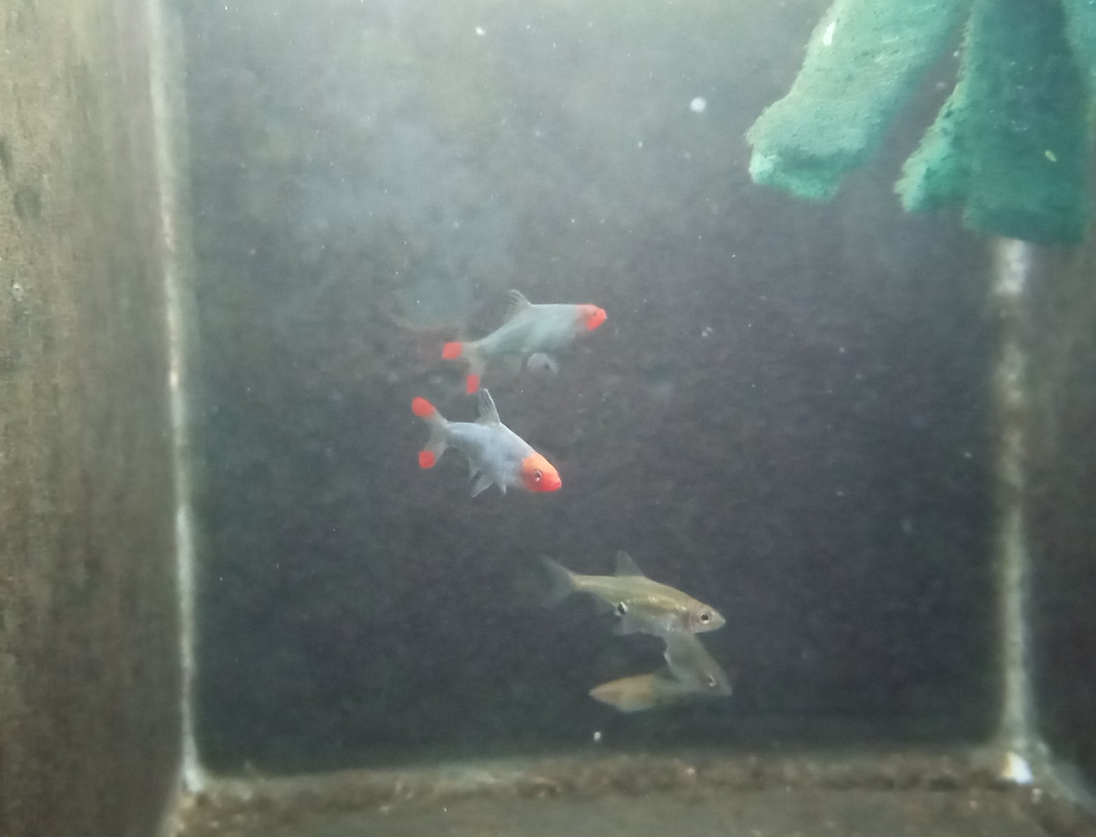 (6) Asian Rummynose Rasbora/Sawbwa Barb-HIGH QUALITY- Pennsylvania bred