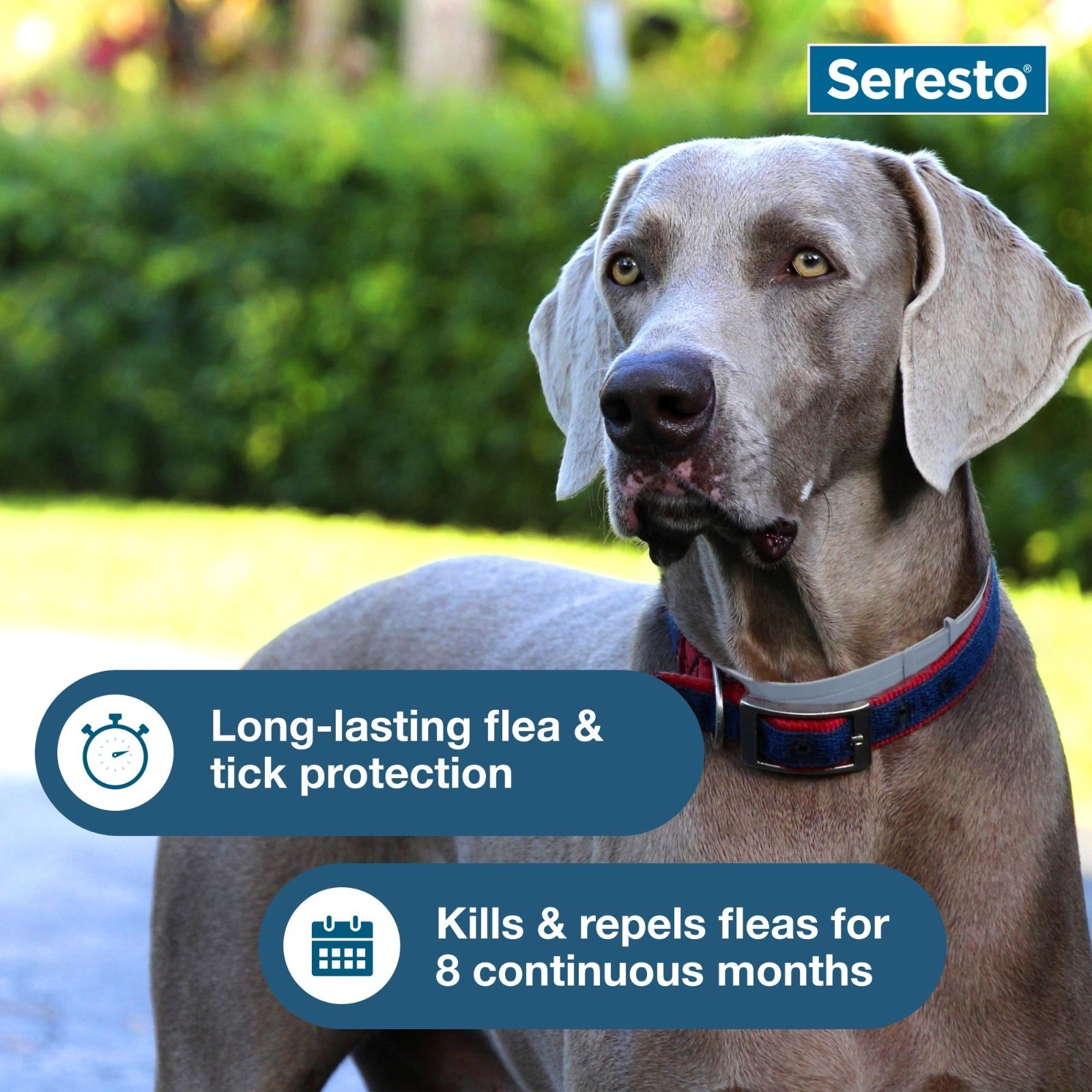 Seresto 8-Month Collar, Flea & Tick Prevention for Large Dogs over 18 lbs